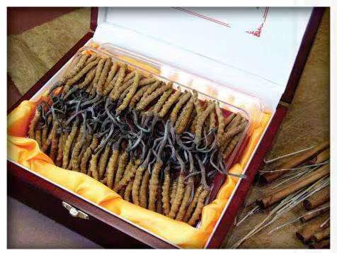 宝塔冬虫夏草回收